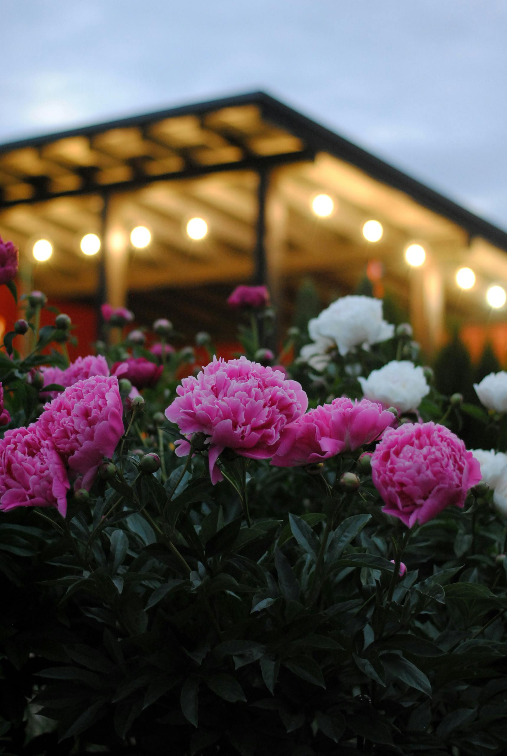 Pink and white peonies blooming in garden against bokeh lights.